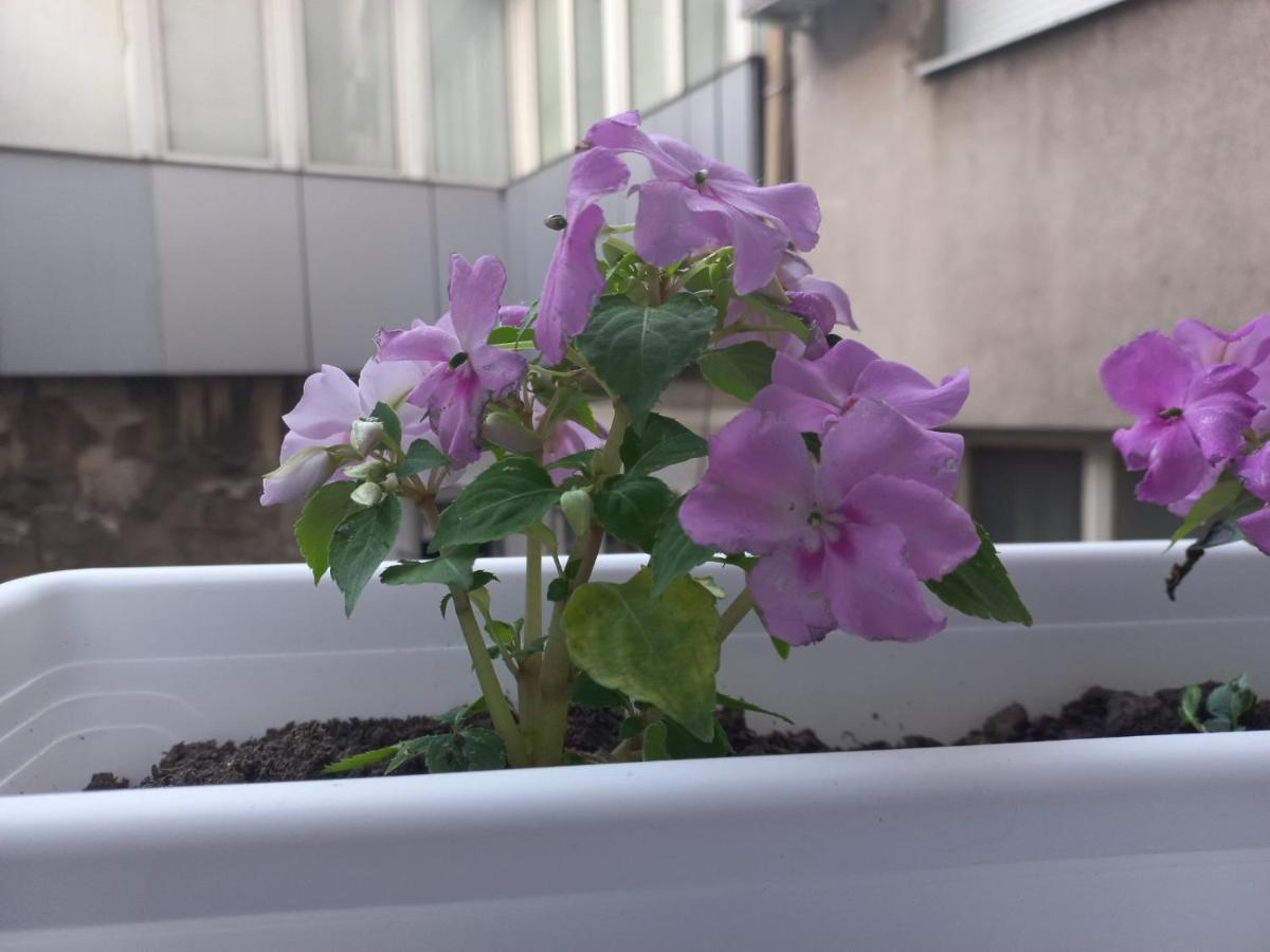 Apartman Central Place Belgrado Buitenkant foto